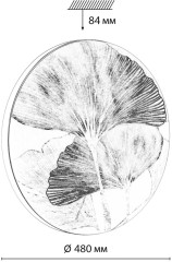 Настенно-потолочный светильник Sonex 7747/EL